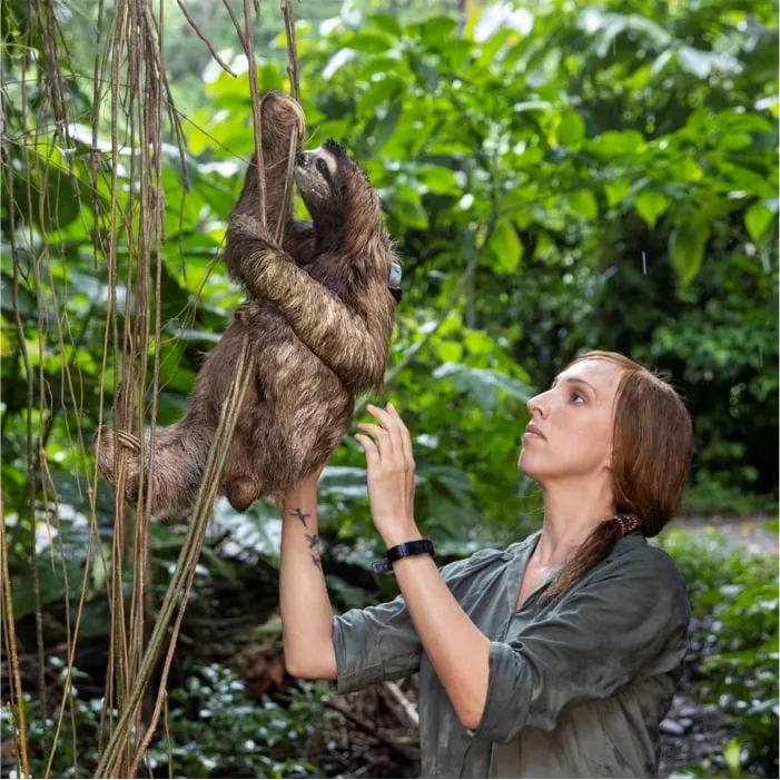 Dr. Rebecca Cliffe examining a sloth